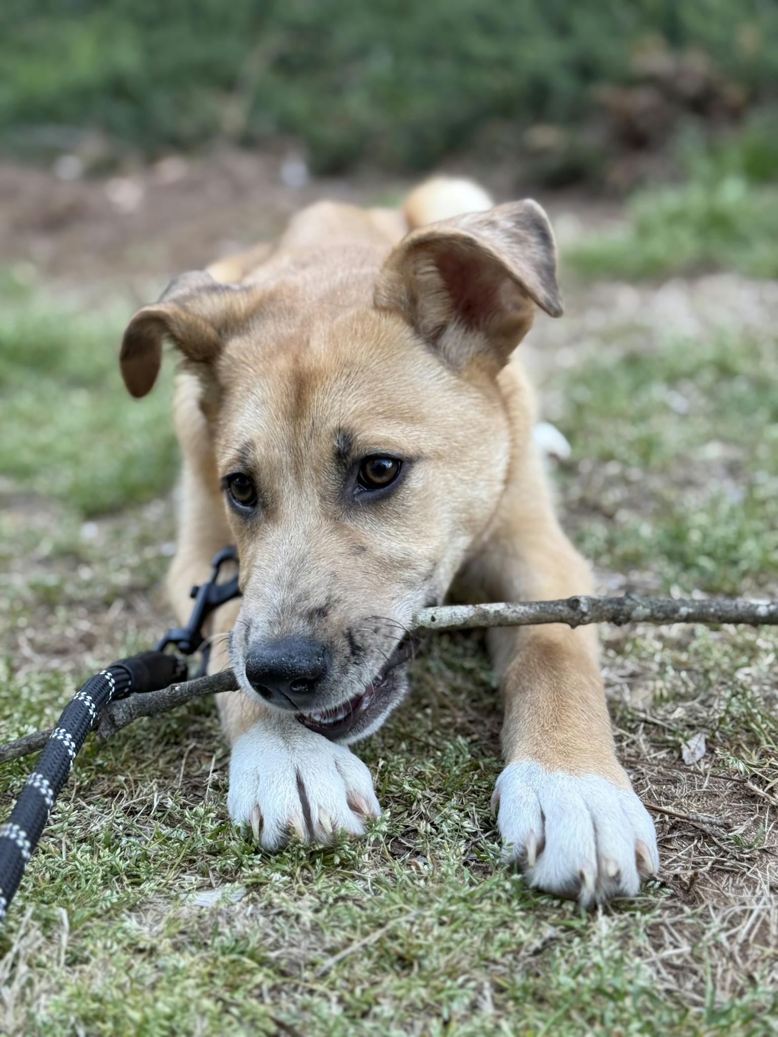 Adorable mixed breed puppy chewing a stick on a grassy field, showcasing playfulness and energy.