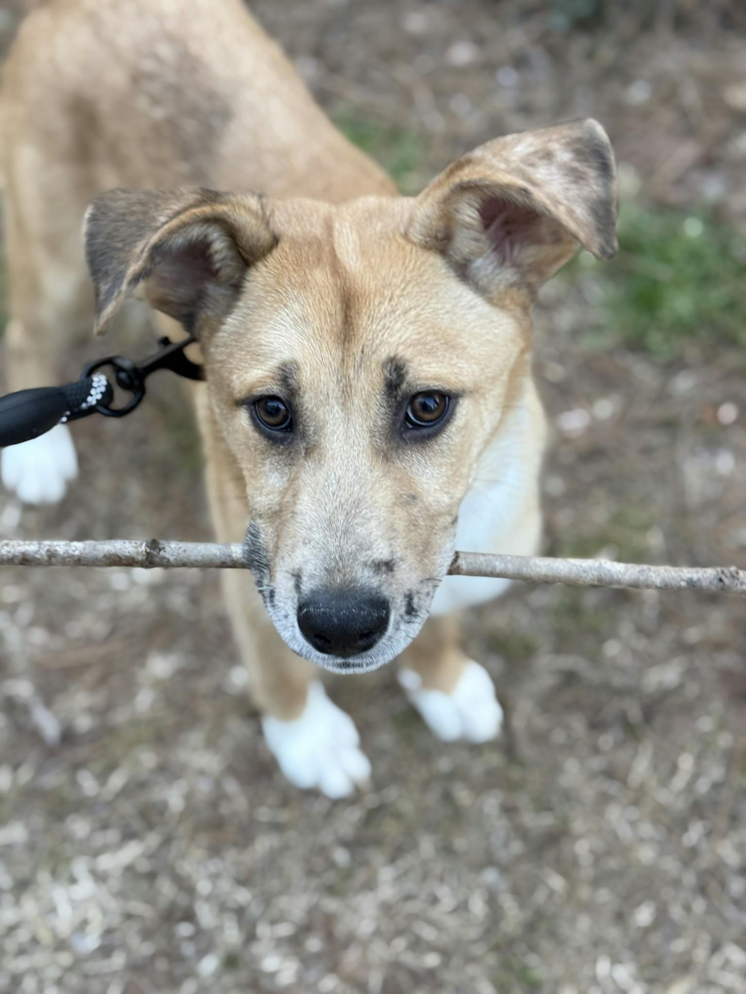 Brown mixed-breed puppy holding a stick in the mouth outdoors, full of energy and playfulness.