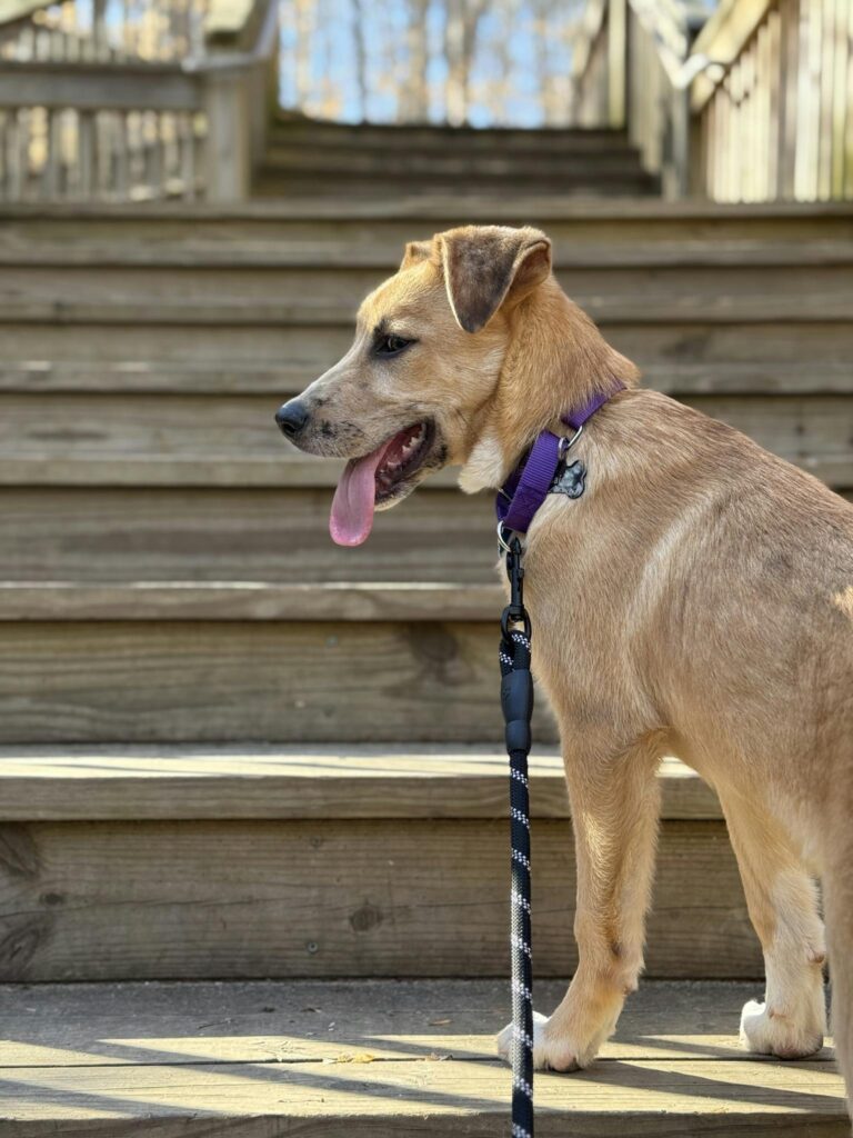 Energetic puppy on stairs with leash on a sunny day, exuding joy and playfulness.
