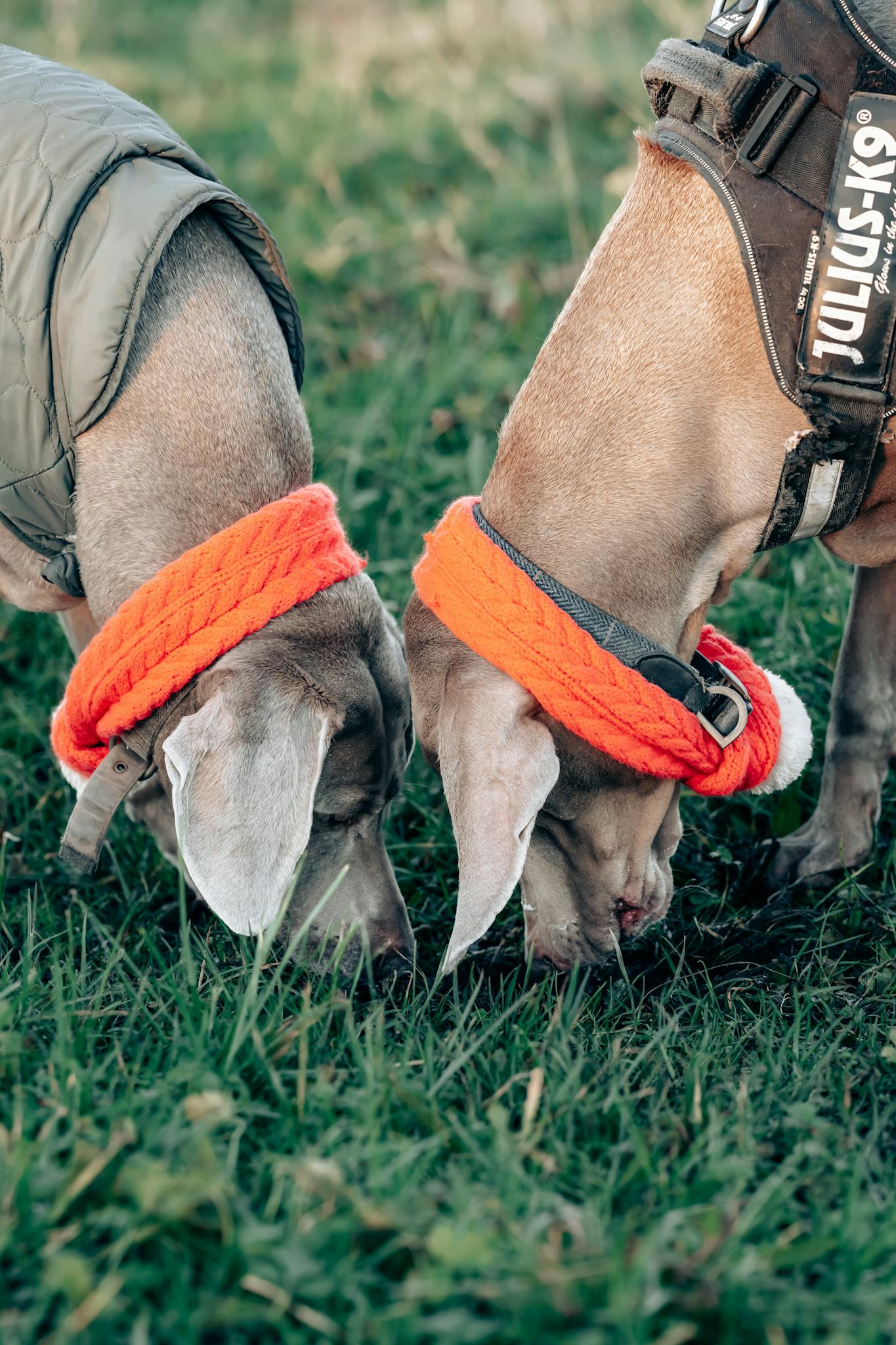 Two Weimaraner dogs with orange bandanas sniffing grass during a playful outdoor adventure.