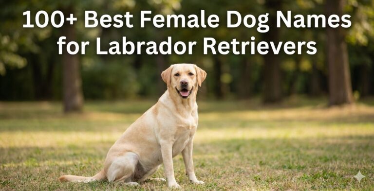 Female Labrador Retriever with text showing 100 plus best female dog names for Labrador Retrievers