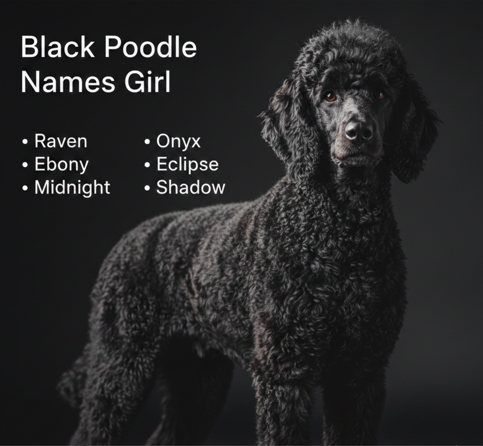   Black standard poodle with black girl poodle names including Raven, Ebony and Midnight.
