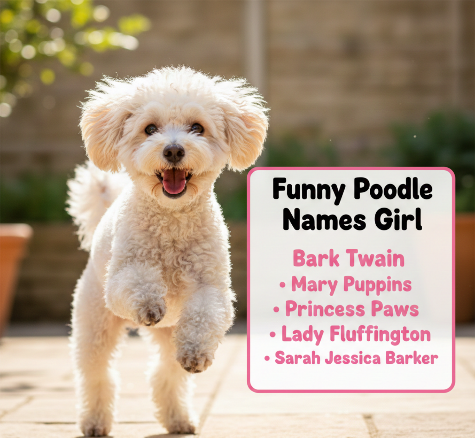   White toy poodle with funny girl poodle names like Bark Twain and Mary Puppins.